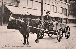 Birmingham. Ox with wagon, 1907