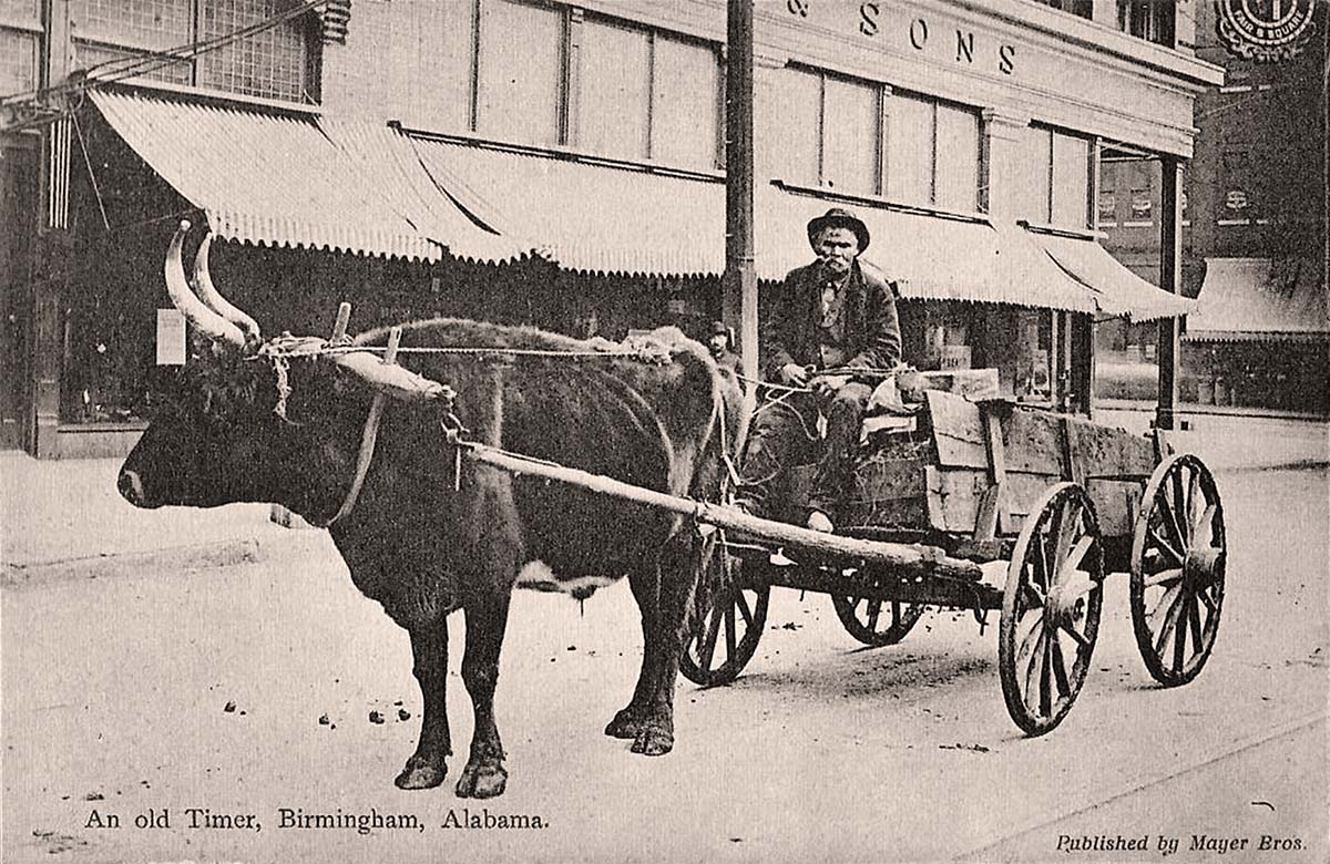 Birmingham, Alabama. Ox with wagon, 1907