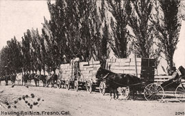Fresno. Hauling Raisins, 1912
