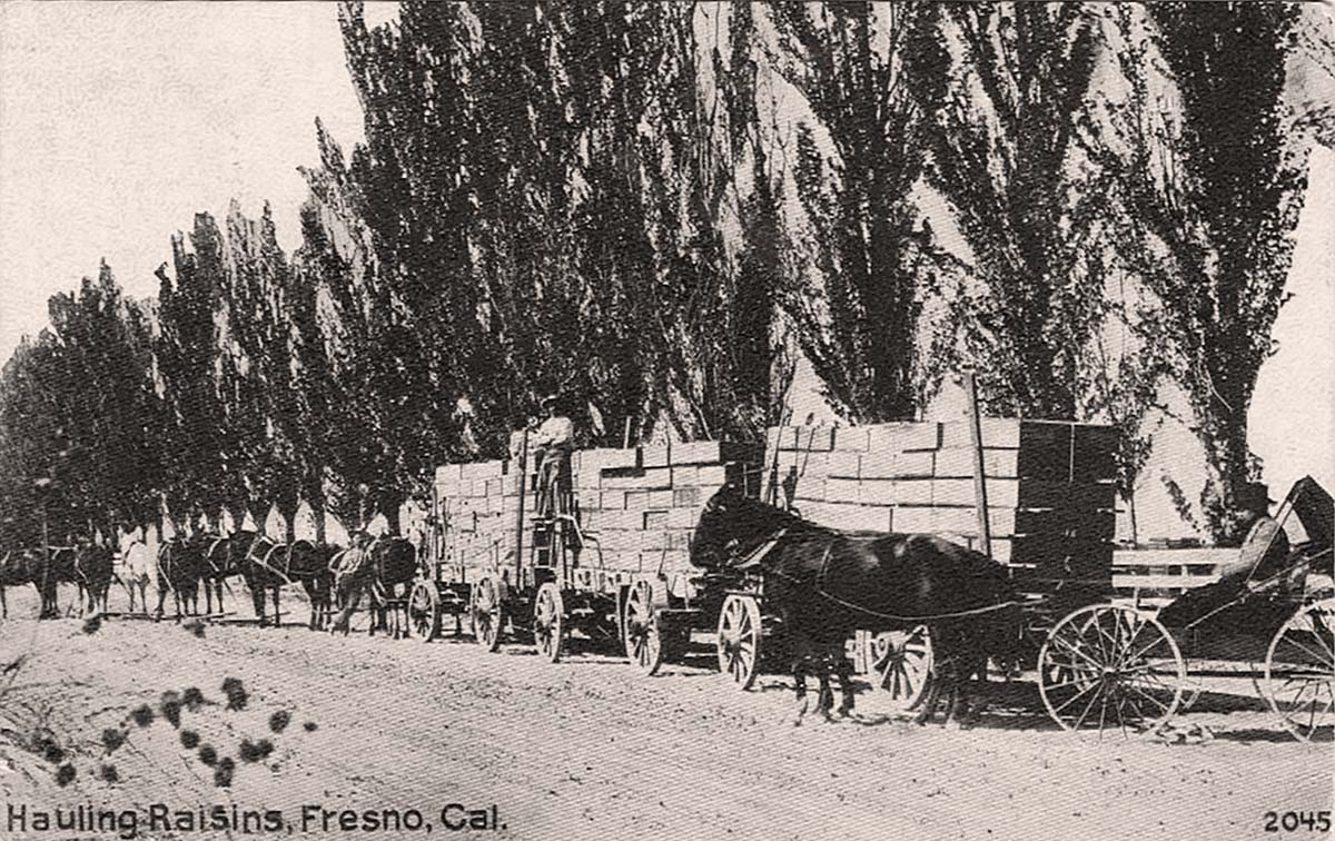 Fresno, California. Hauling Raisins, 1912