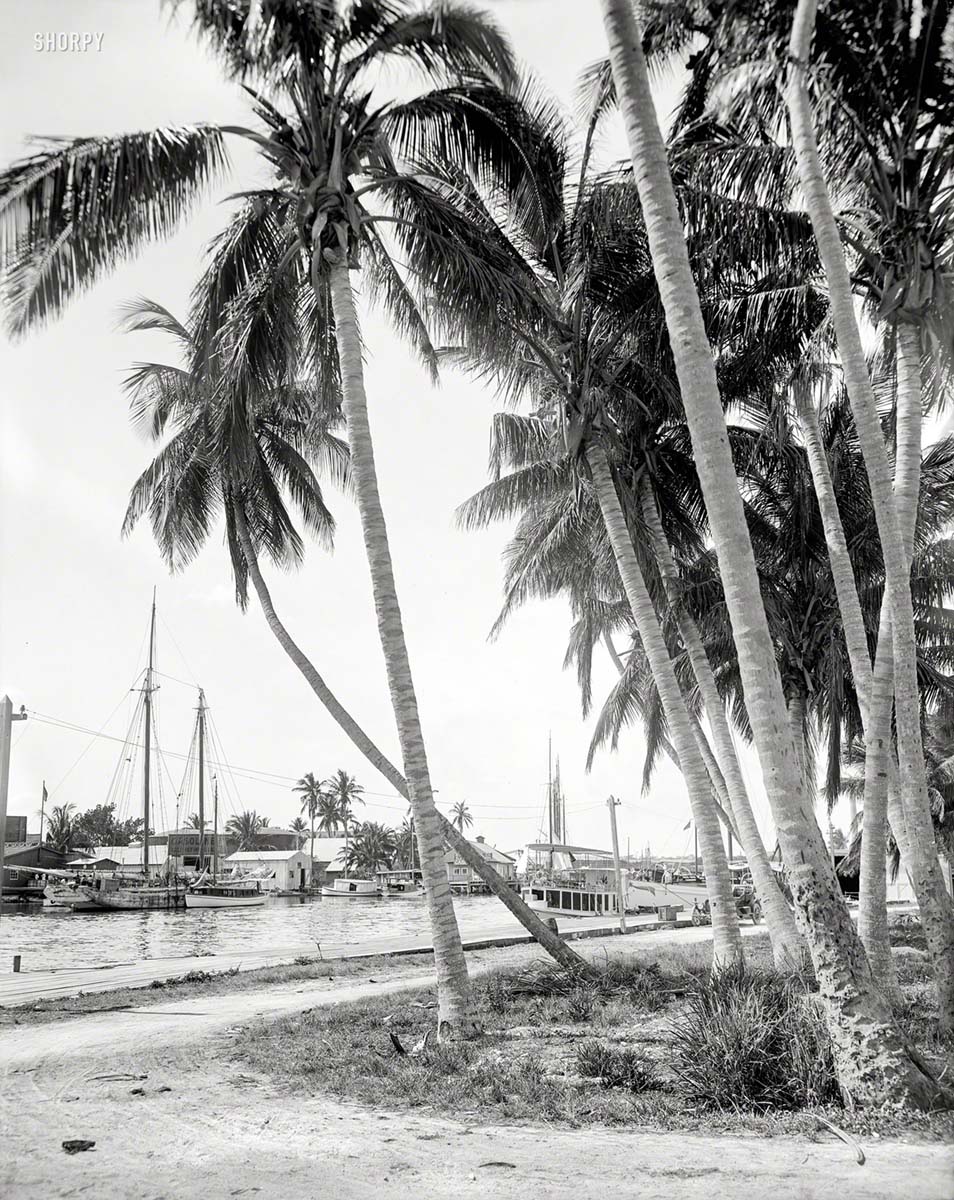 Miami. Cocoanut trees along the docks, circa 1908