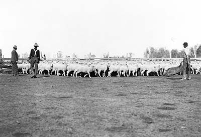 Peoria. Sheep Ranching, 1900
