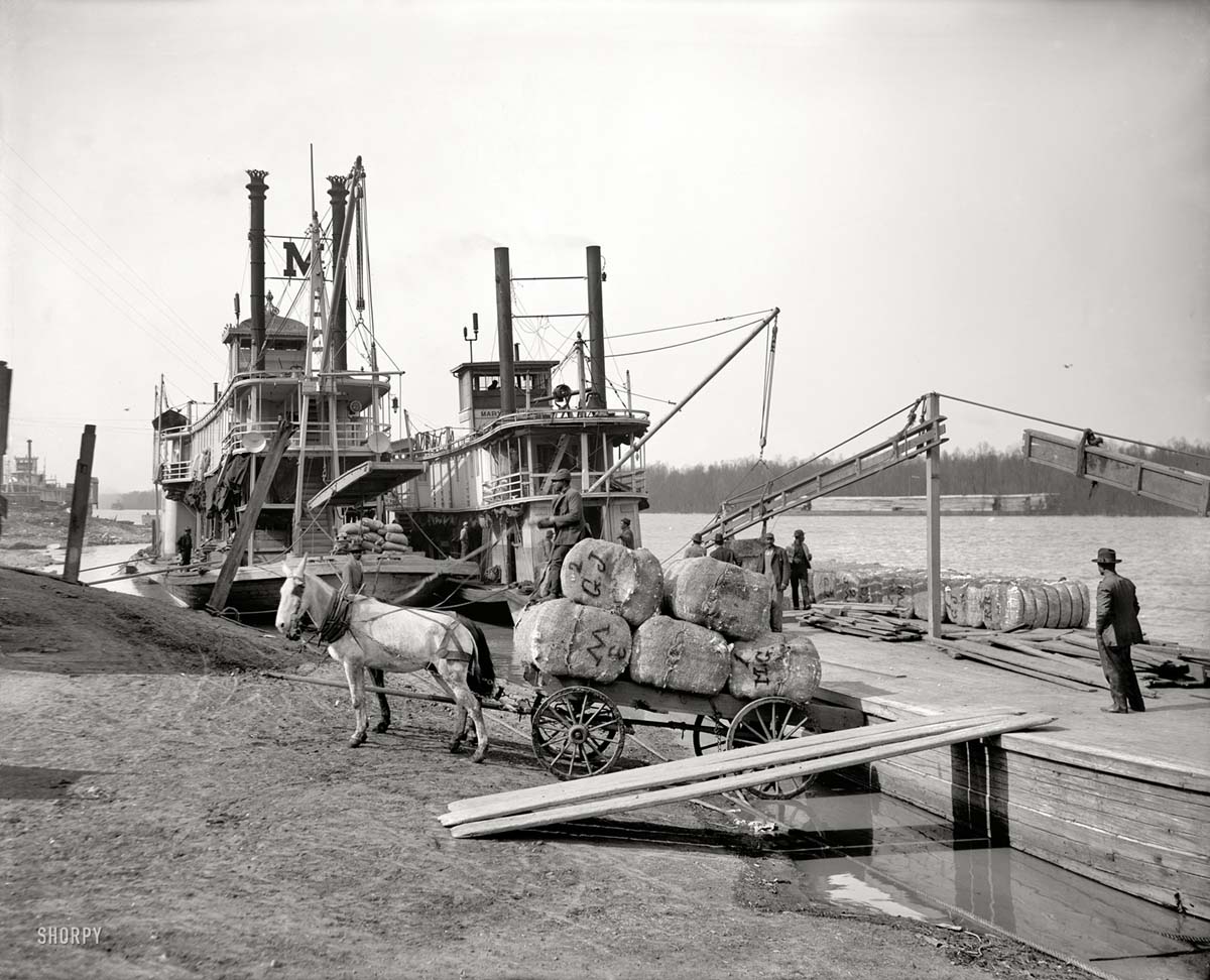 Vicksburg. Unloading cotton at the levee, circa 1910