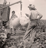 Brownsville. Cotton weighing near Brownsville, Aug, 1936