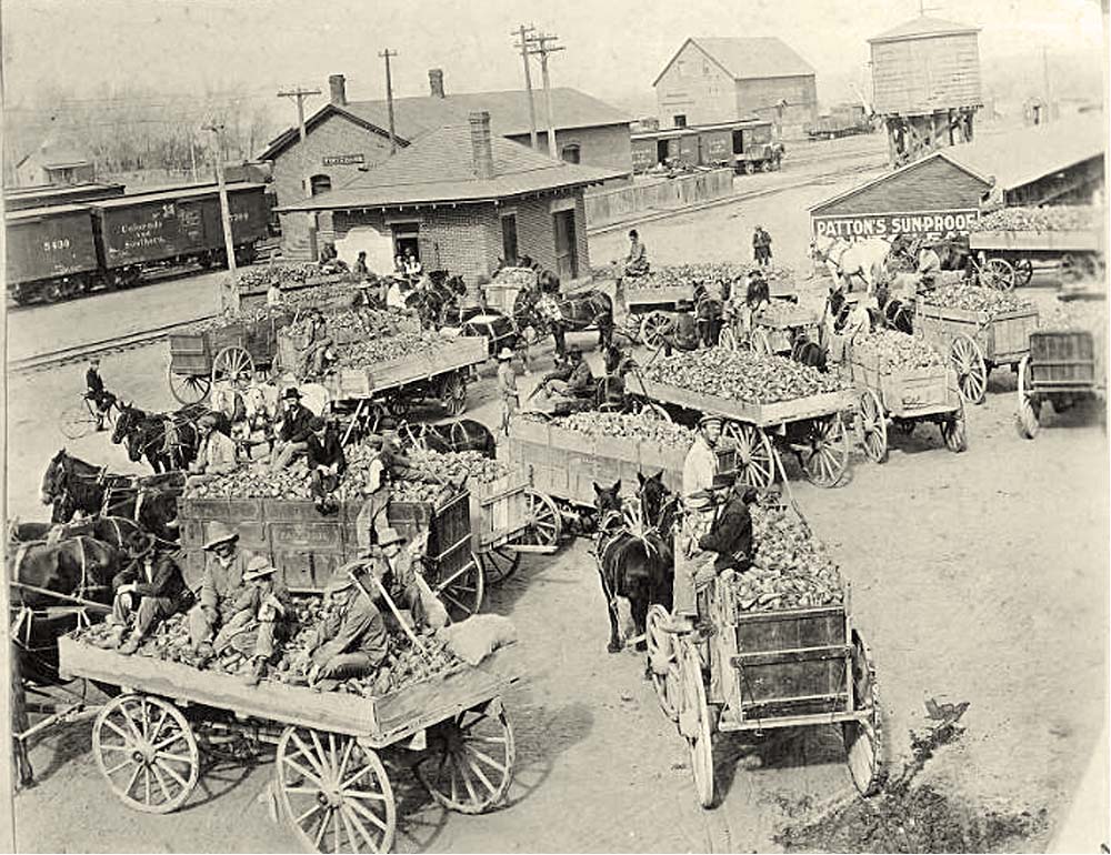 Fort Collins. Sugar Beet Harvest, 1902