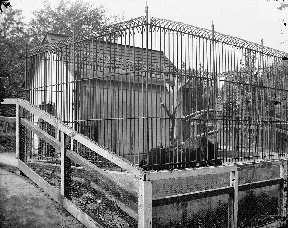 Knoxville. Bear exhibit at Chilhowee Park, in the early 1900s