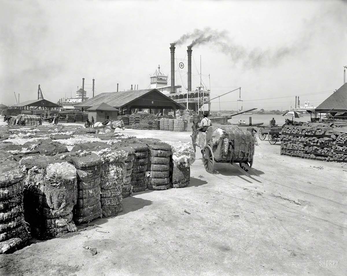 Mobile. The cotton docks, circa 1905